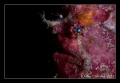   Freckled Frogfish  
